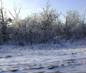 Icy trees also make me happy.