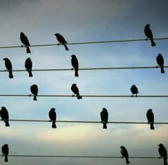 A Paulo Pinto photo became a tune